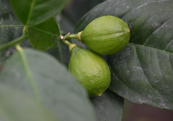 Russia Agriculture Citrus Harvesting