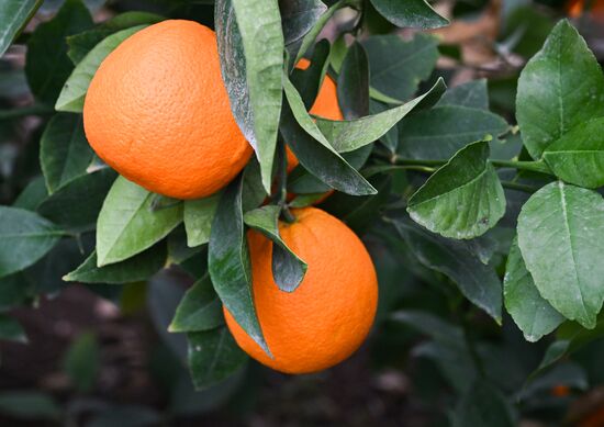 Russia Agriculture Citrus Harvesting