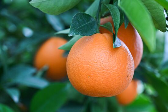 Russia Agriculture Citrus Harvesting