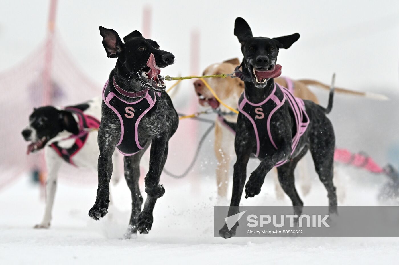 Russia Sled Dog Race