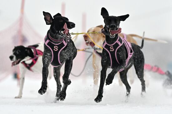 Russia Sled Dog Race