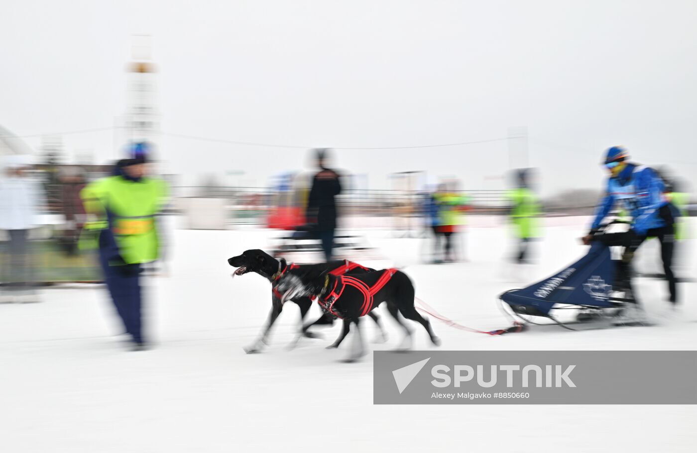 Russia Sled Dog Race
