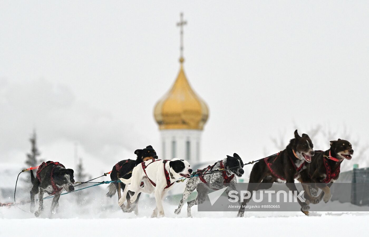 Russia Sled Dog Race
