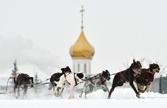Russia Sled Dog Race