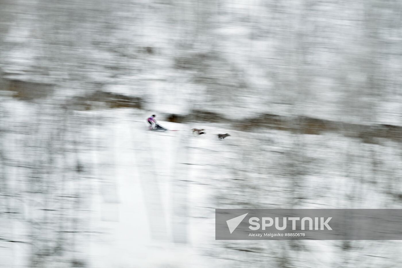 Russia Sled Dog Race