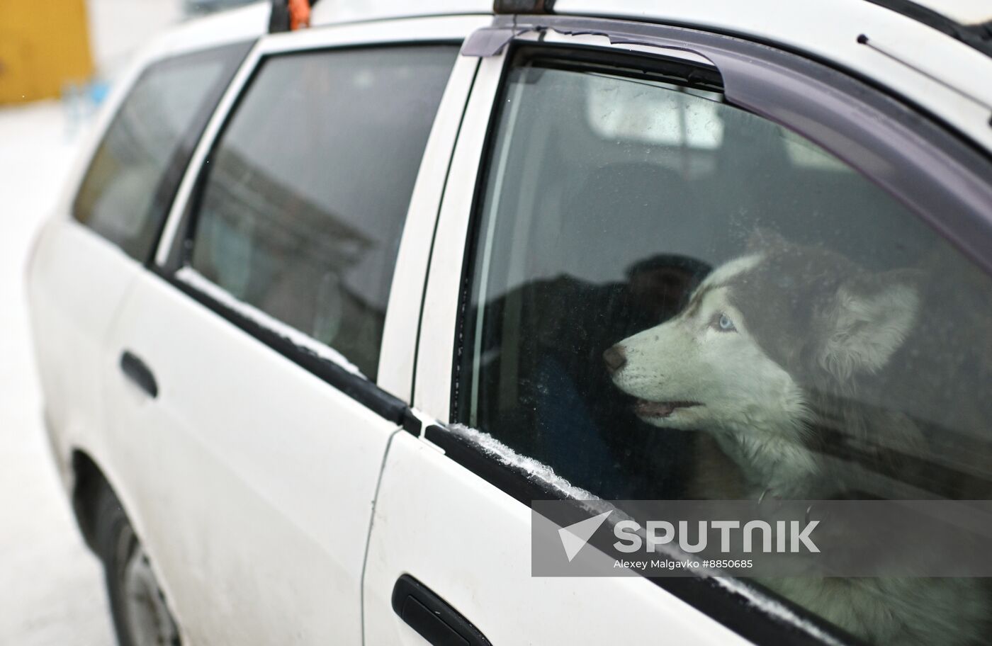 Russia Sled Dog Race