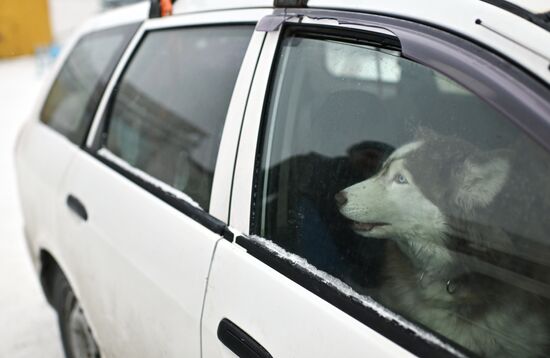 Russia Sled Dog Race