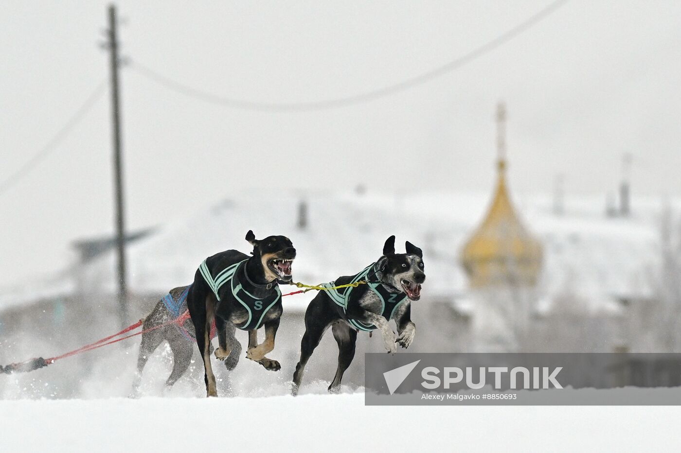 Russia Sled Dog Race