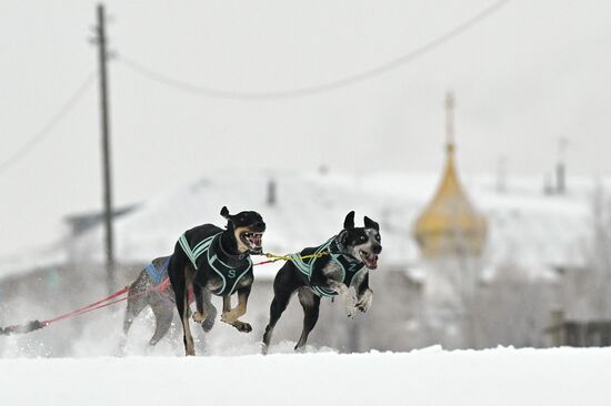 Russia Sled Dog Race