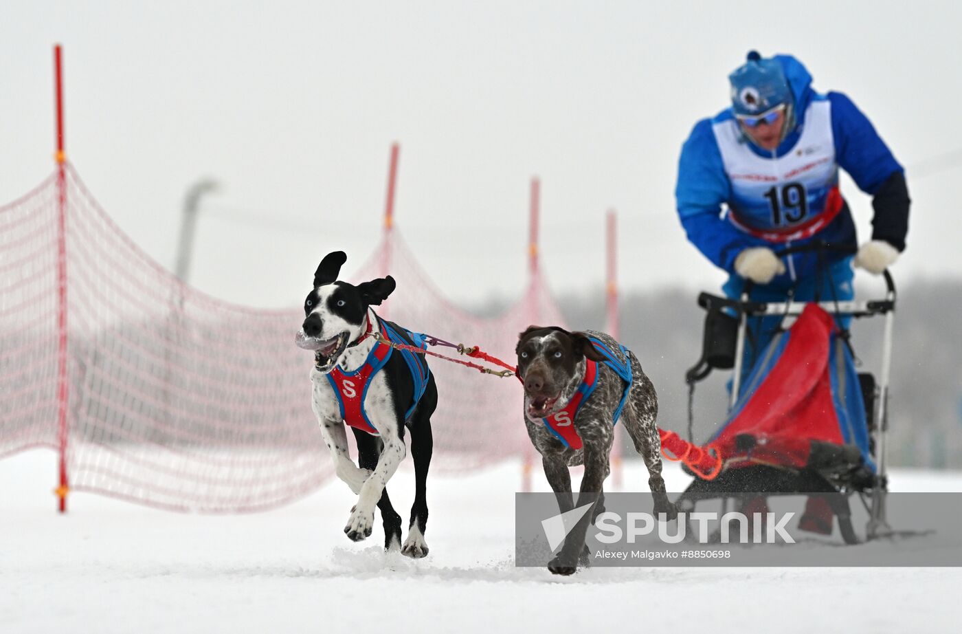 Russia Sled Dog Race