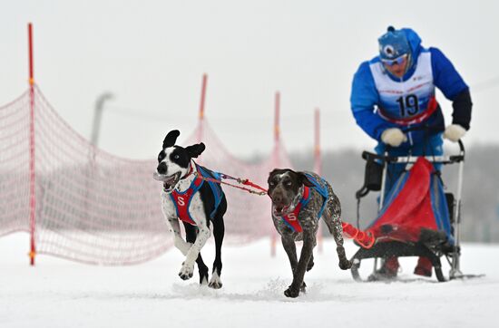 Russia Sled Dog Race