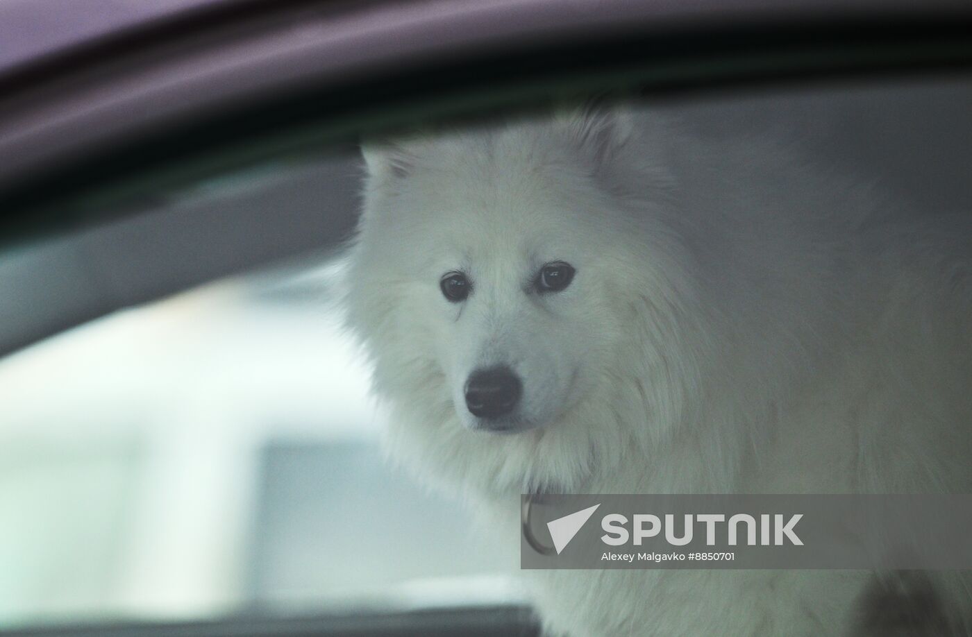 Russia Sled Dog Race
