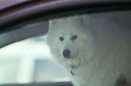 Russia Sled Dog Race