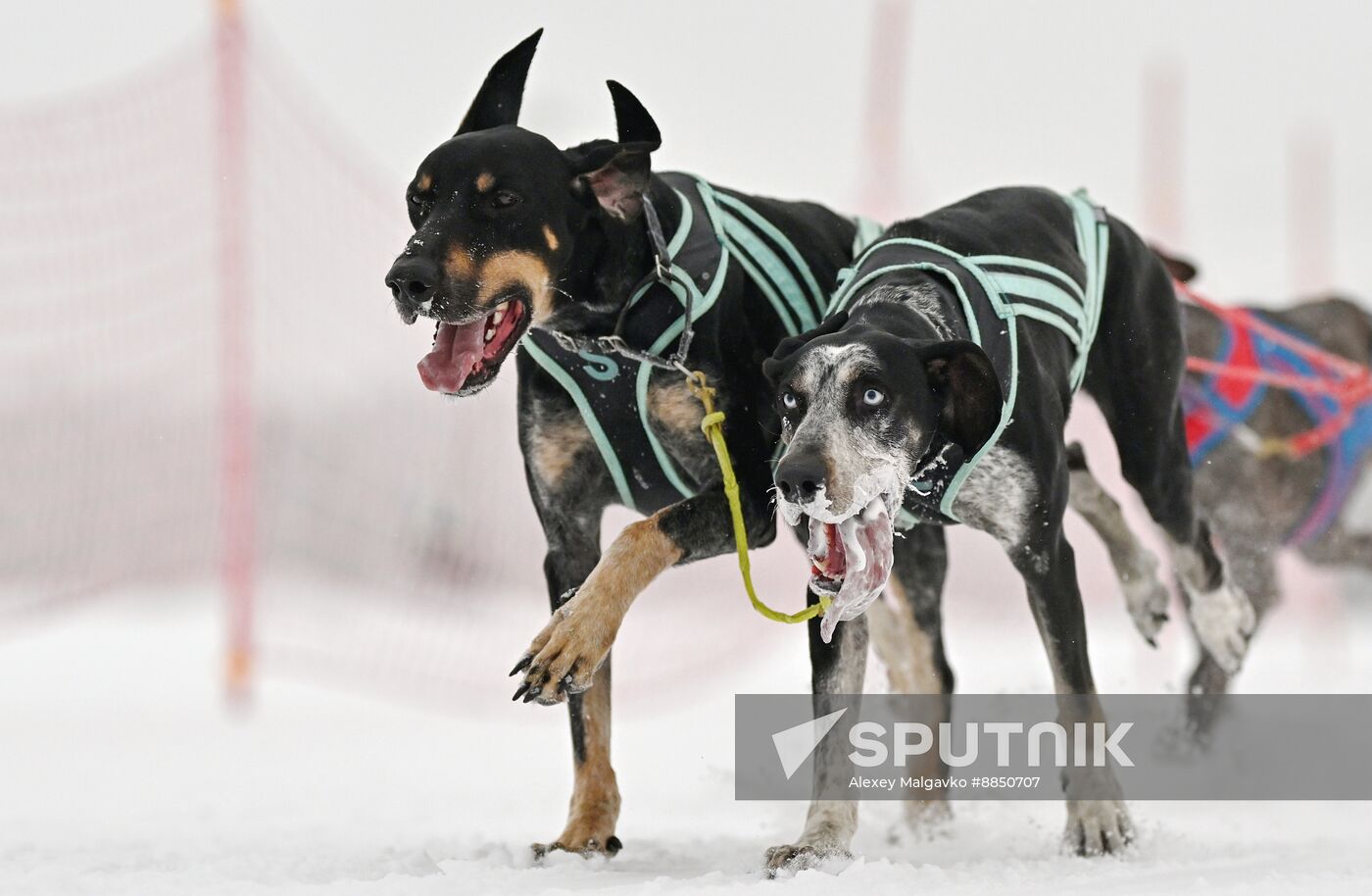 Russia Sled Dog Race