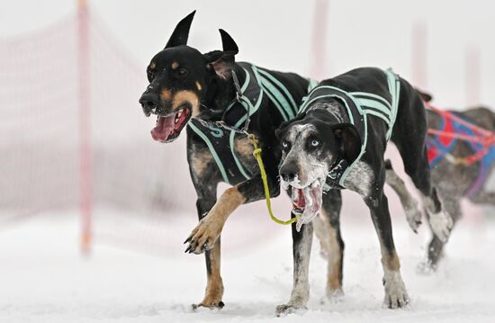 Russia Sled Dog Race