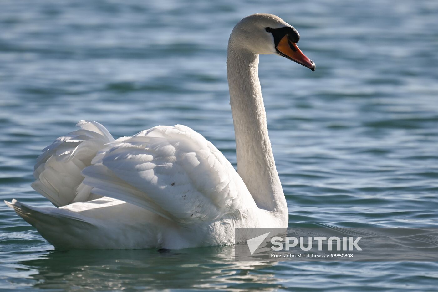 Russia Crimea Swans