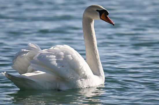 Russia Crimea Swans