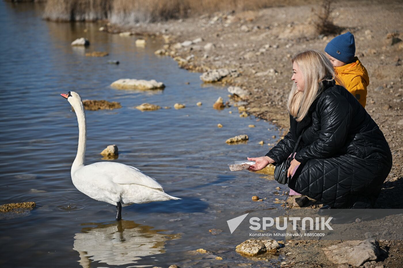 Russia Crimea Swans