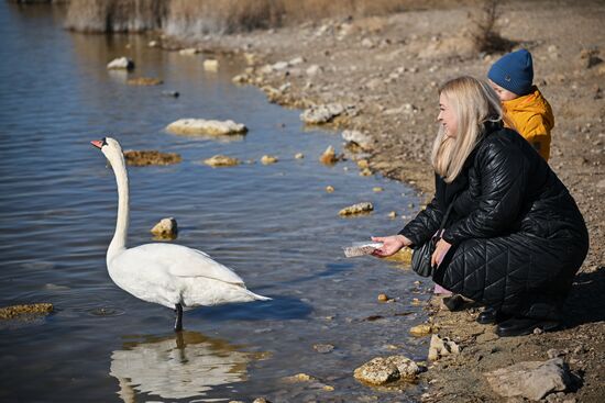 Russia Crimea Swans