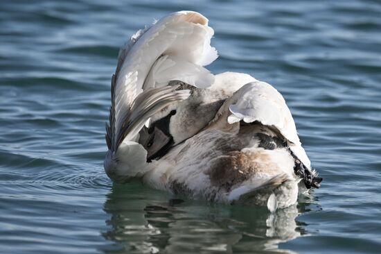 Russia Crimea Swans