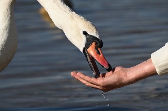 Russia Crimea Swans