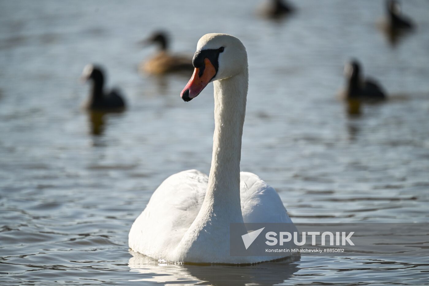 Russia Crimea Swans
