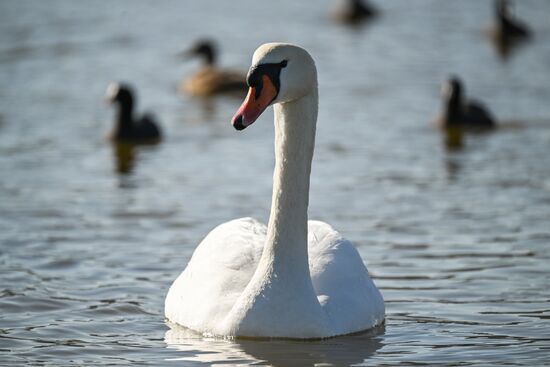Russia Crimea Swans