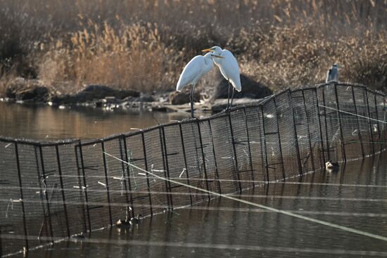 Russia Crimea Swans