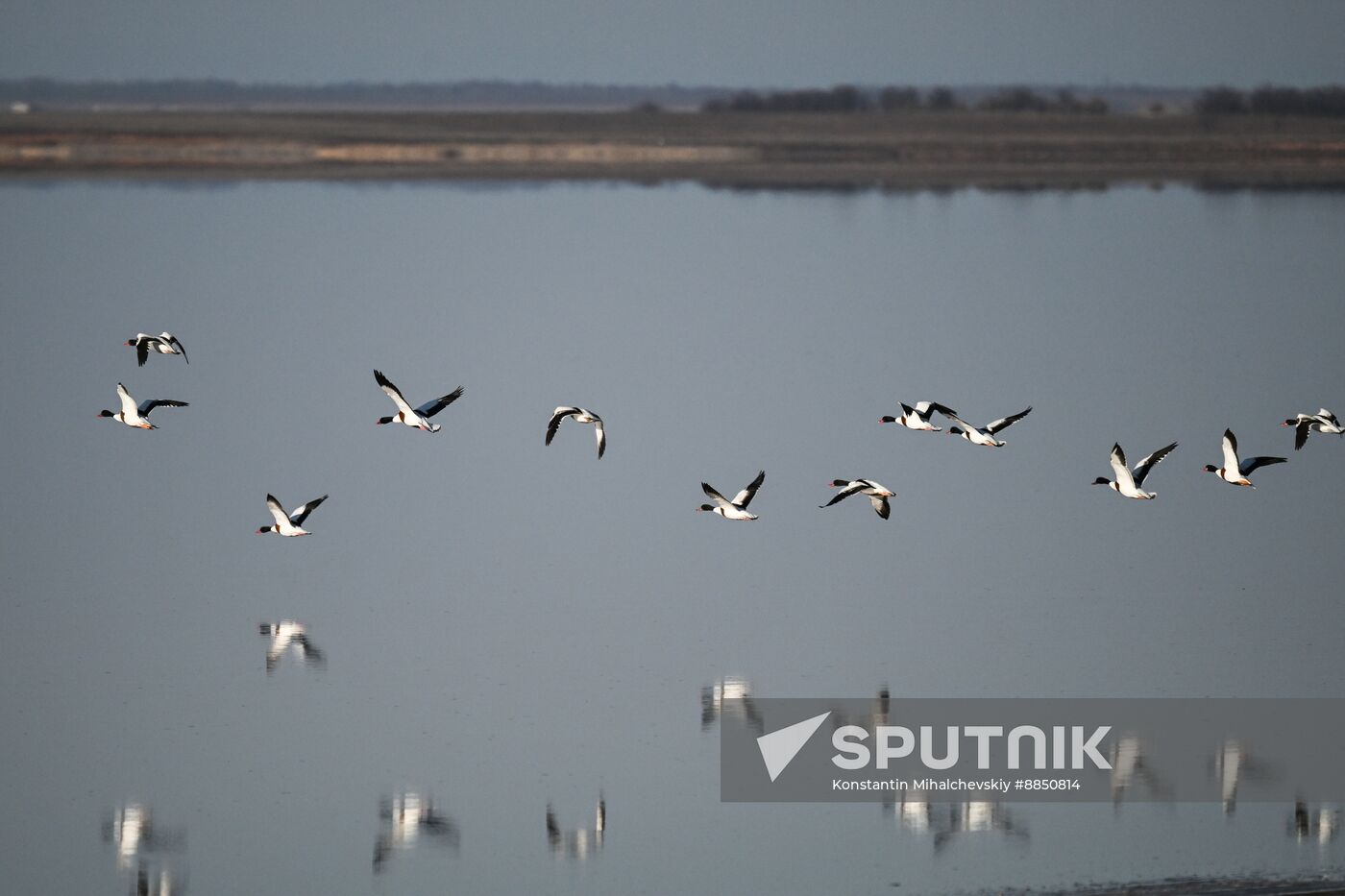 Russia Crimea Swans
