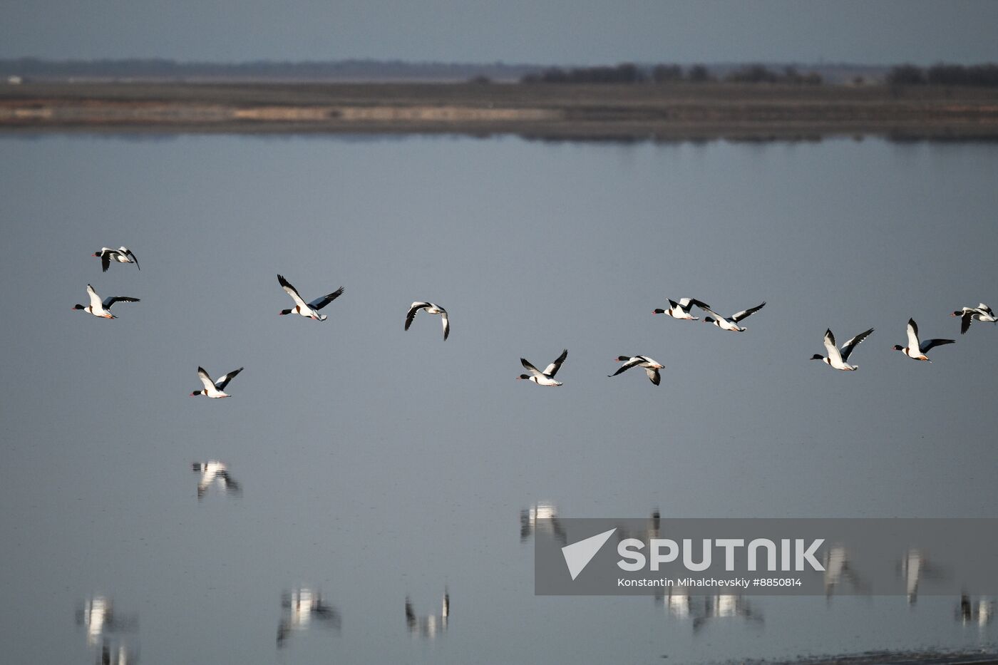 Russia Crimea Swans