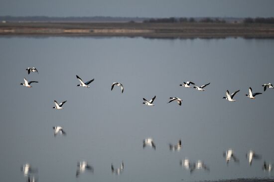 Russia Crimea Swans