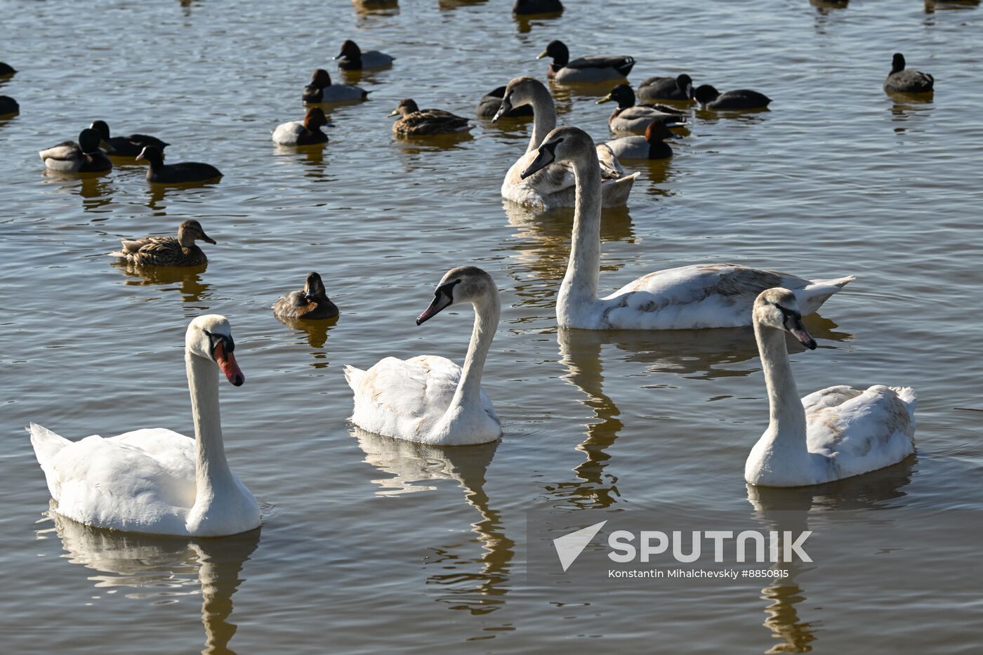 Russia Crimea Swans
