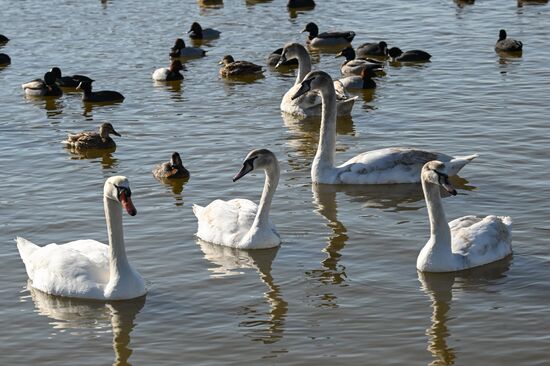 Russia Crimea Swans