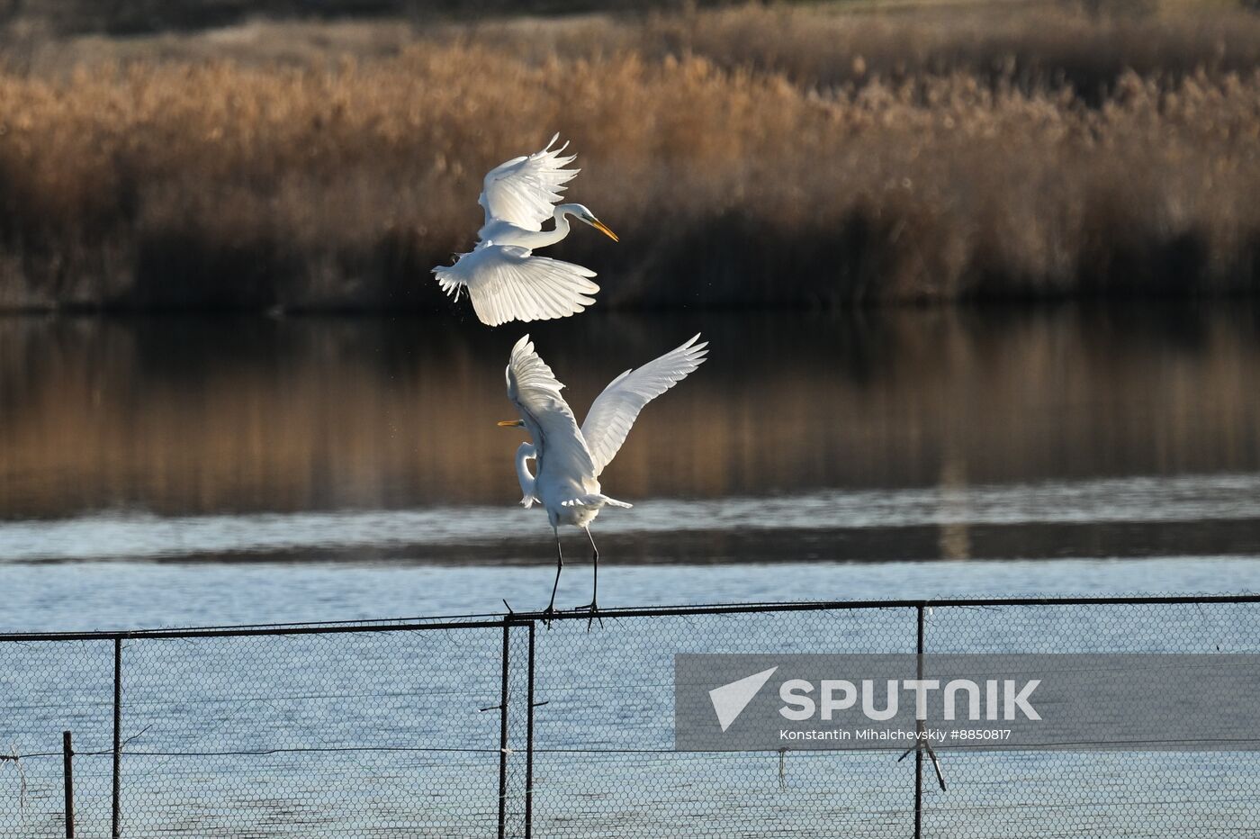 Russia Crimea Swans