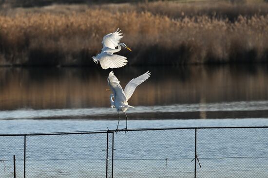 Russia Crimea Swans