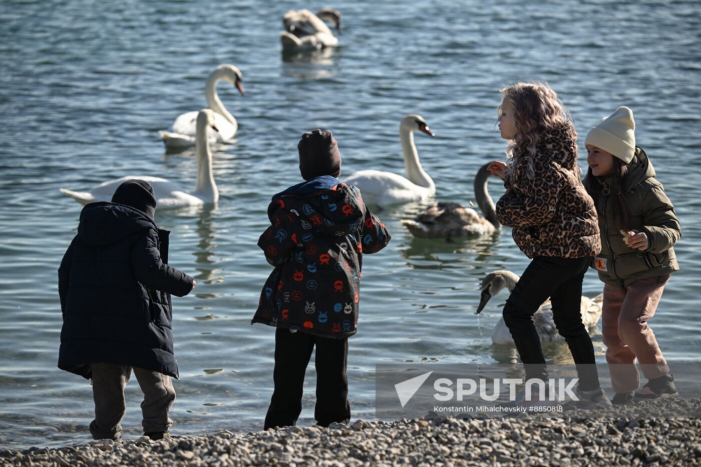Russia Crimea Swans