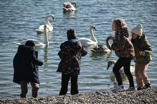 Russia Crimea Swans