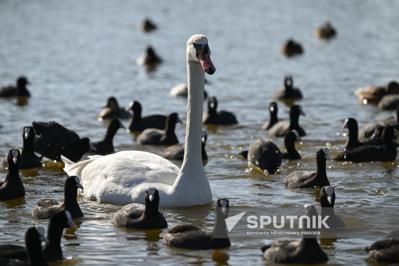 Russia Crimea Swans