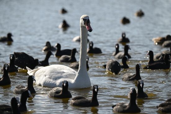 Russia Crimea Swans