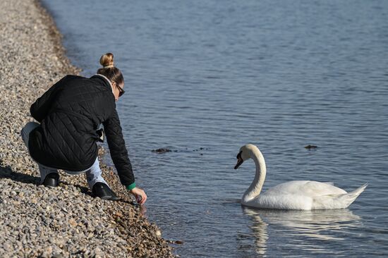 Russia Crimea Swans