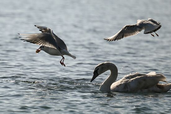 Russia Crimea Swans