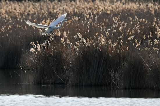 Russia Crimea Swans