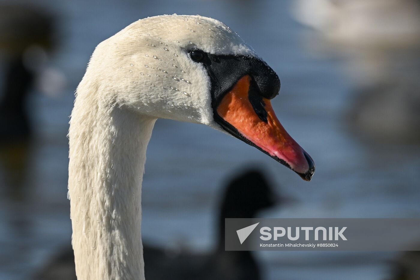 Russia Crimea Swans