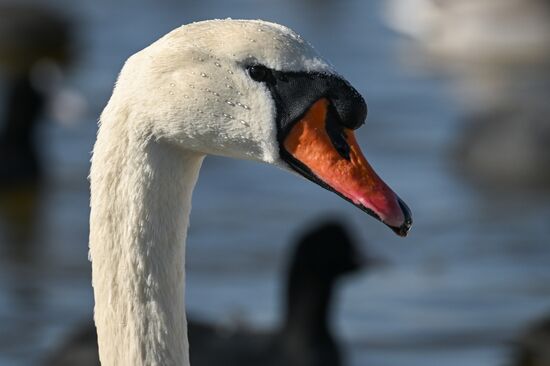 Russia Crimea Swans