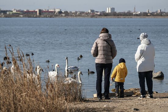 Russia Crimea Swans