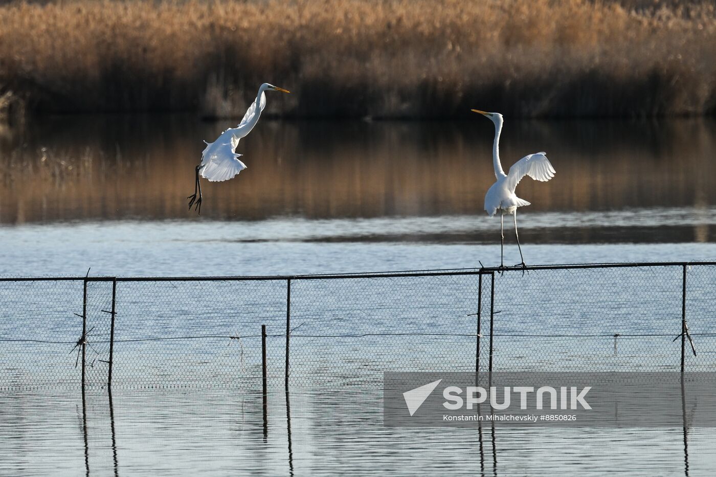 Russia Crimea Swans