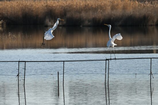 Russia Crimea Swans