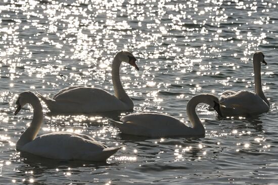 Russia Crimea Swans