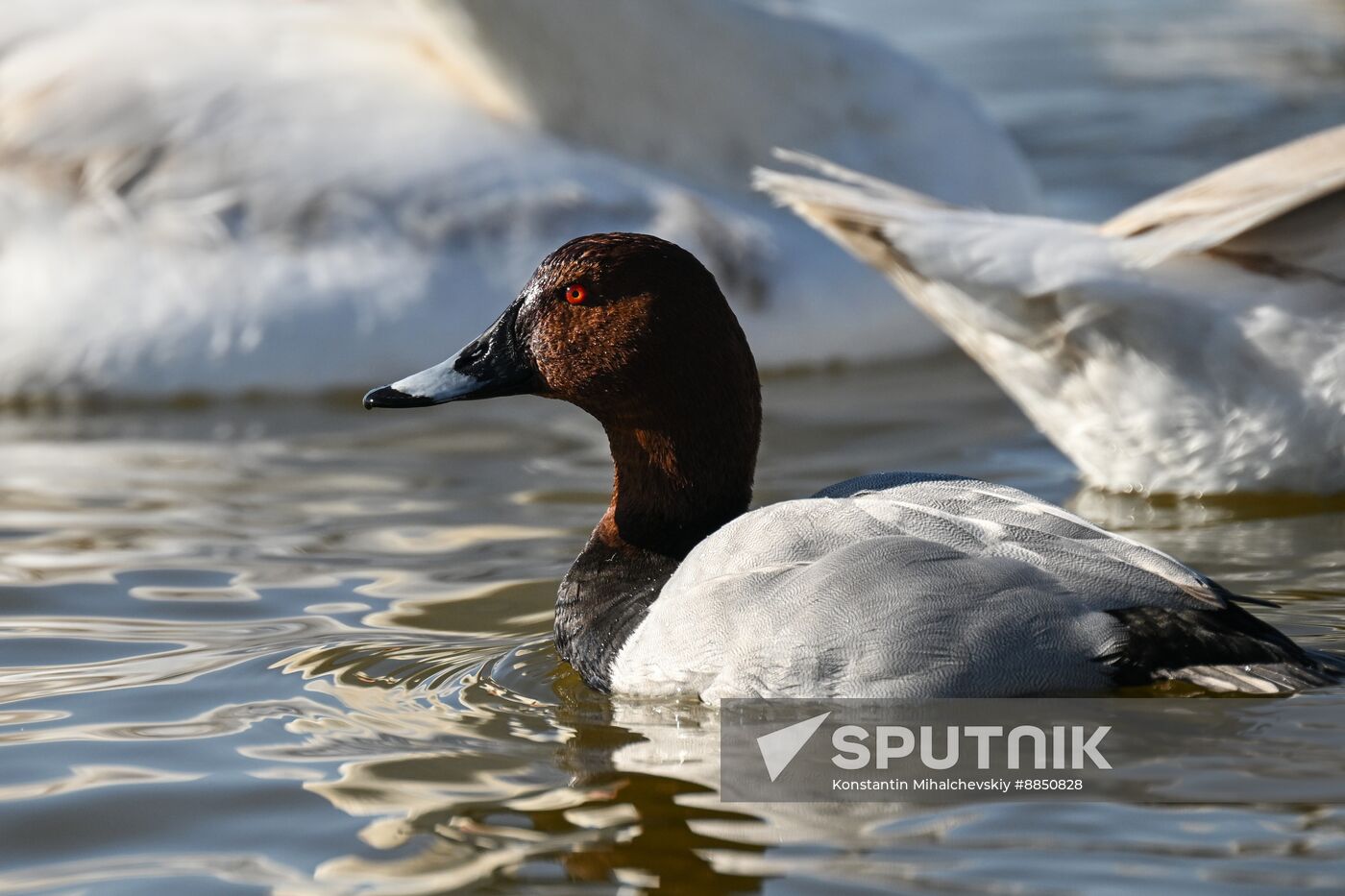 Russia Crimea Swans
