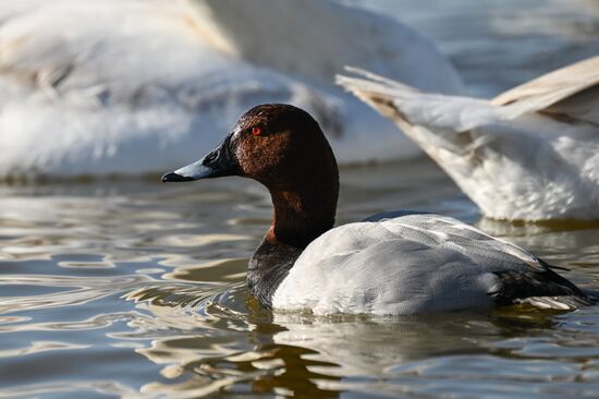 Russia Crimea Swans